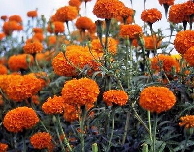 Blooming Beauties for Summer!