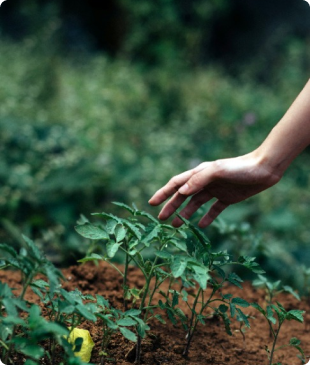 Herbs