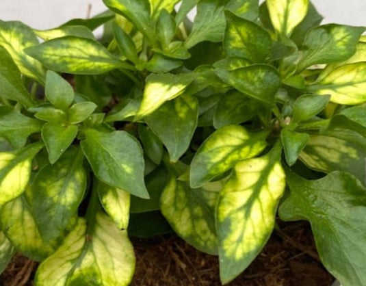 Houseplants