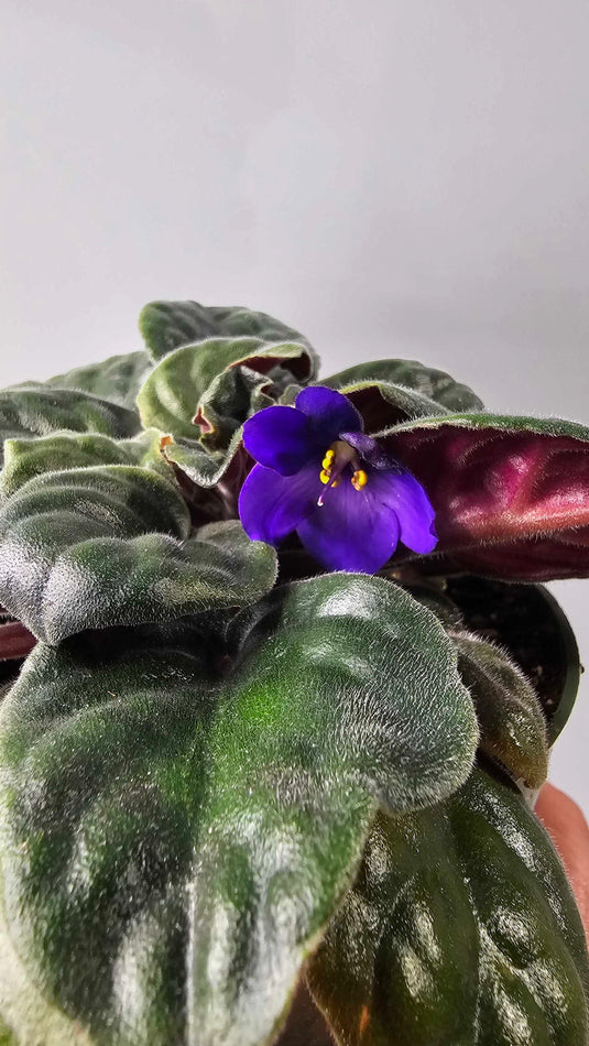 African Violet