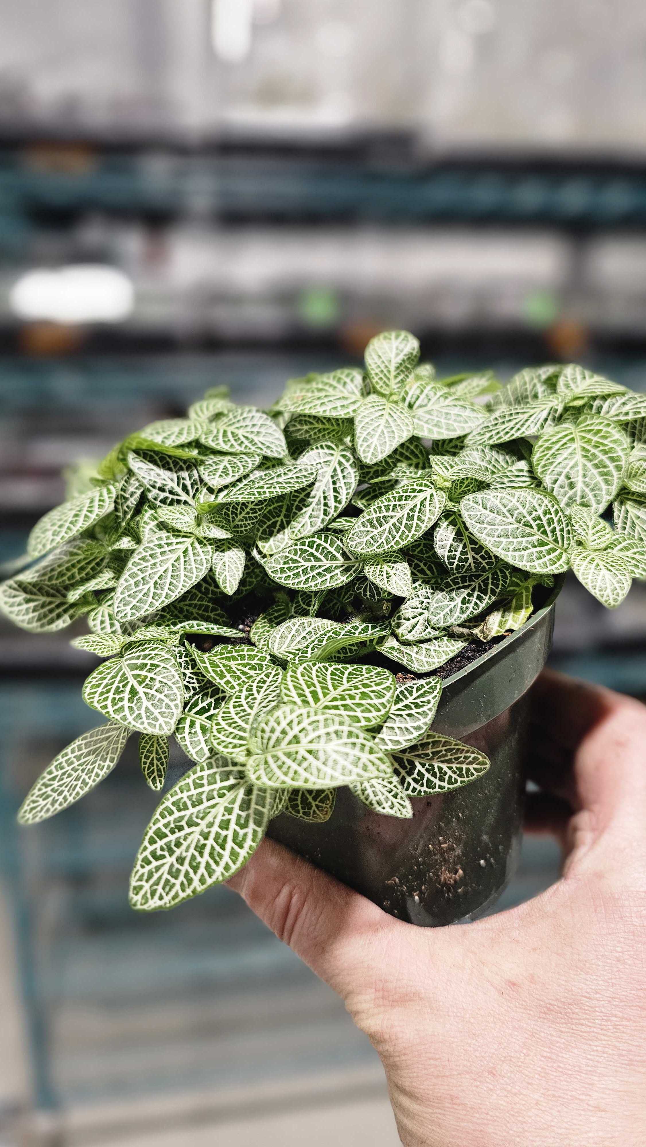 nerve plant seeds Nerve Plant