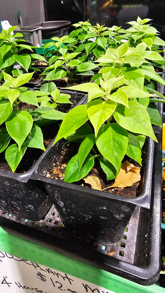 Thornless Bougainvillea