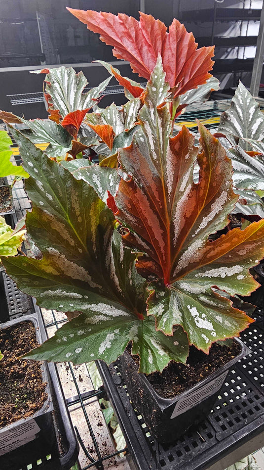 Begonia