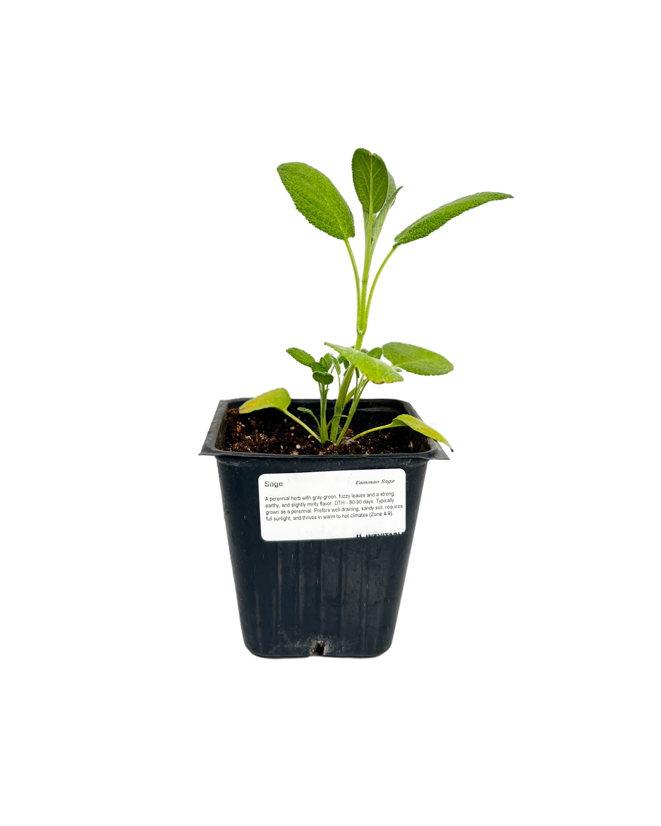 sage potted plant Sage