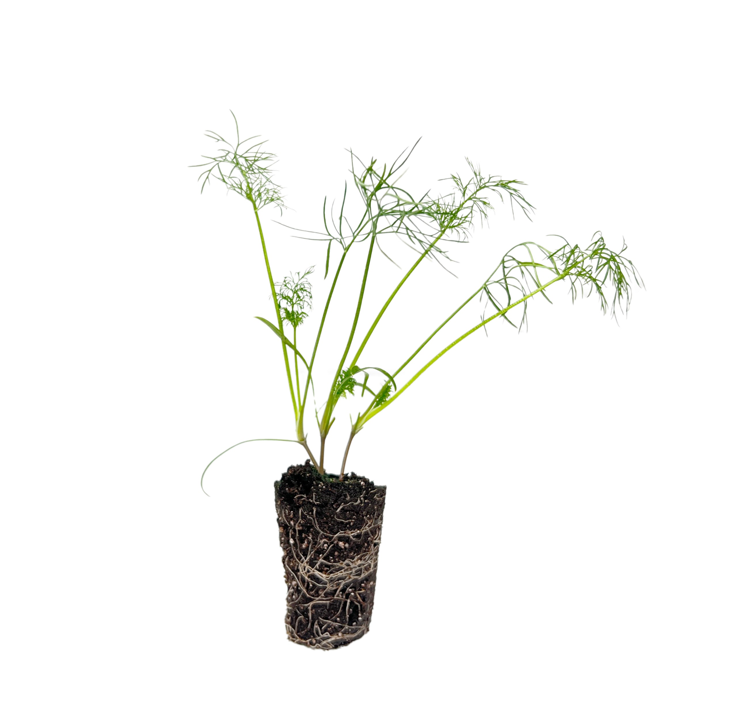 dill plant pot size Dill