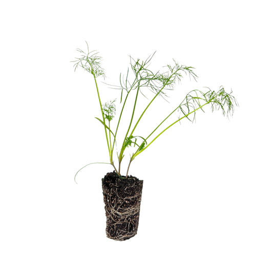 Dill