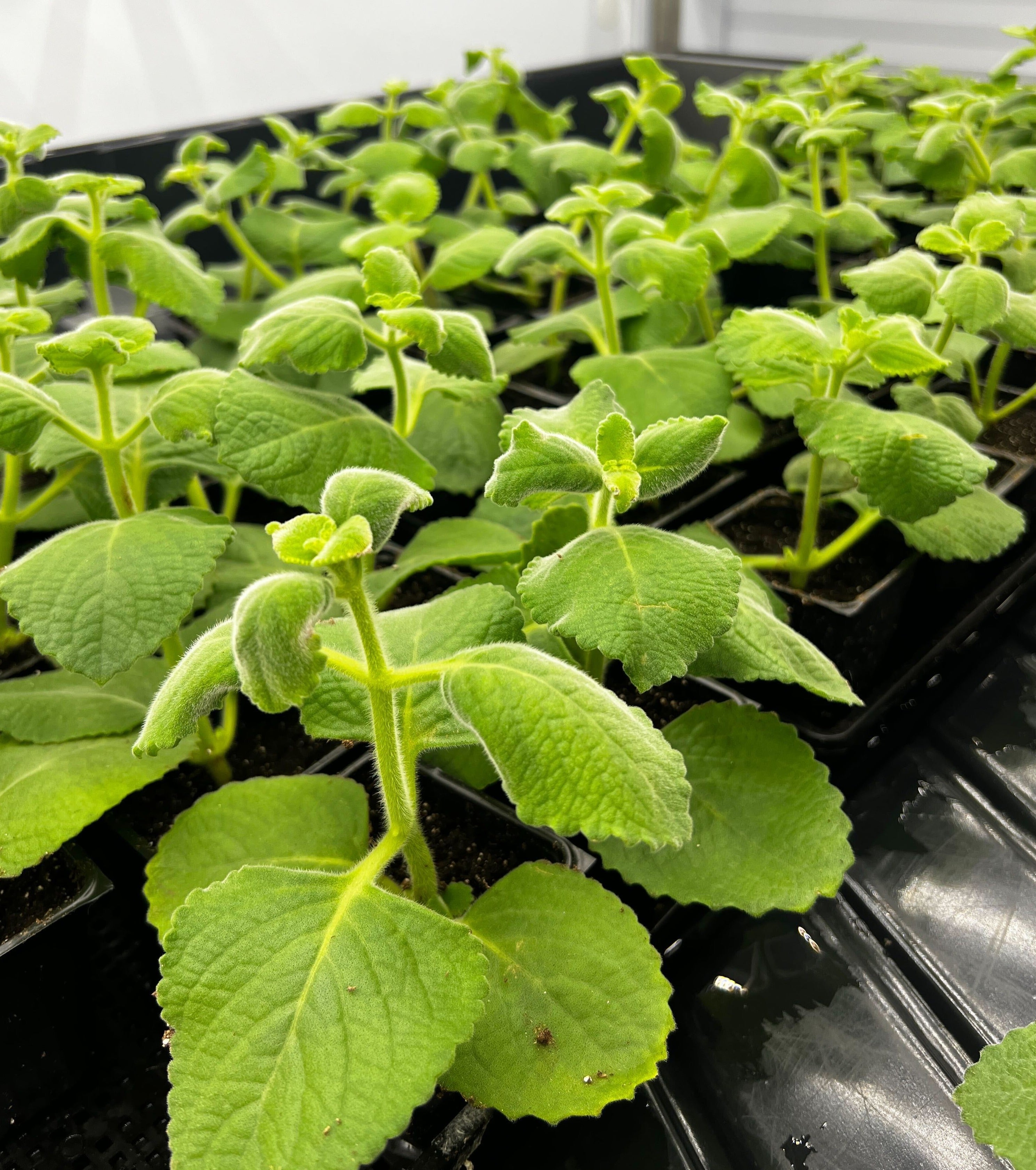 succulent oregano Mexican Mint Cuban Oregano Indian Borage
