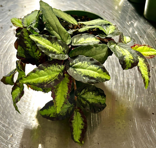 Wavy Watermelon Begonia