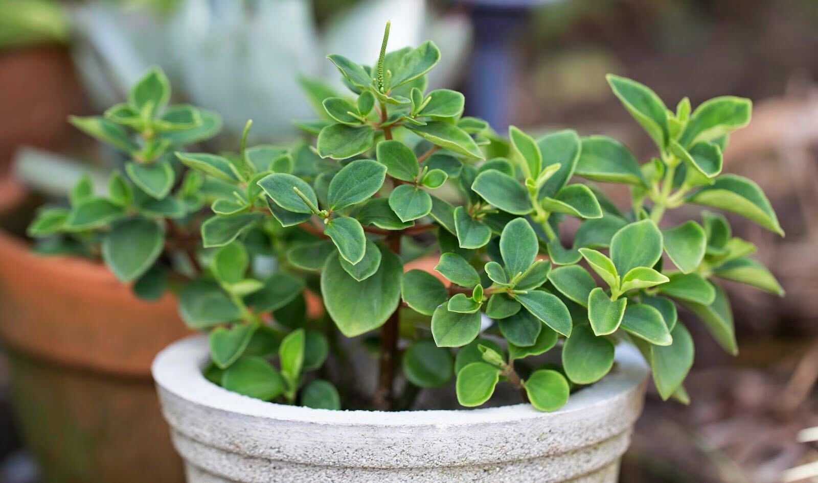 peperomia indoor plants with very tiny leaves Peperomia