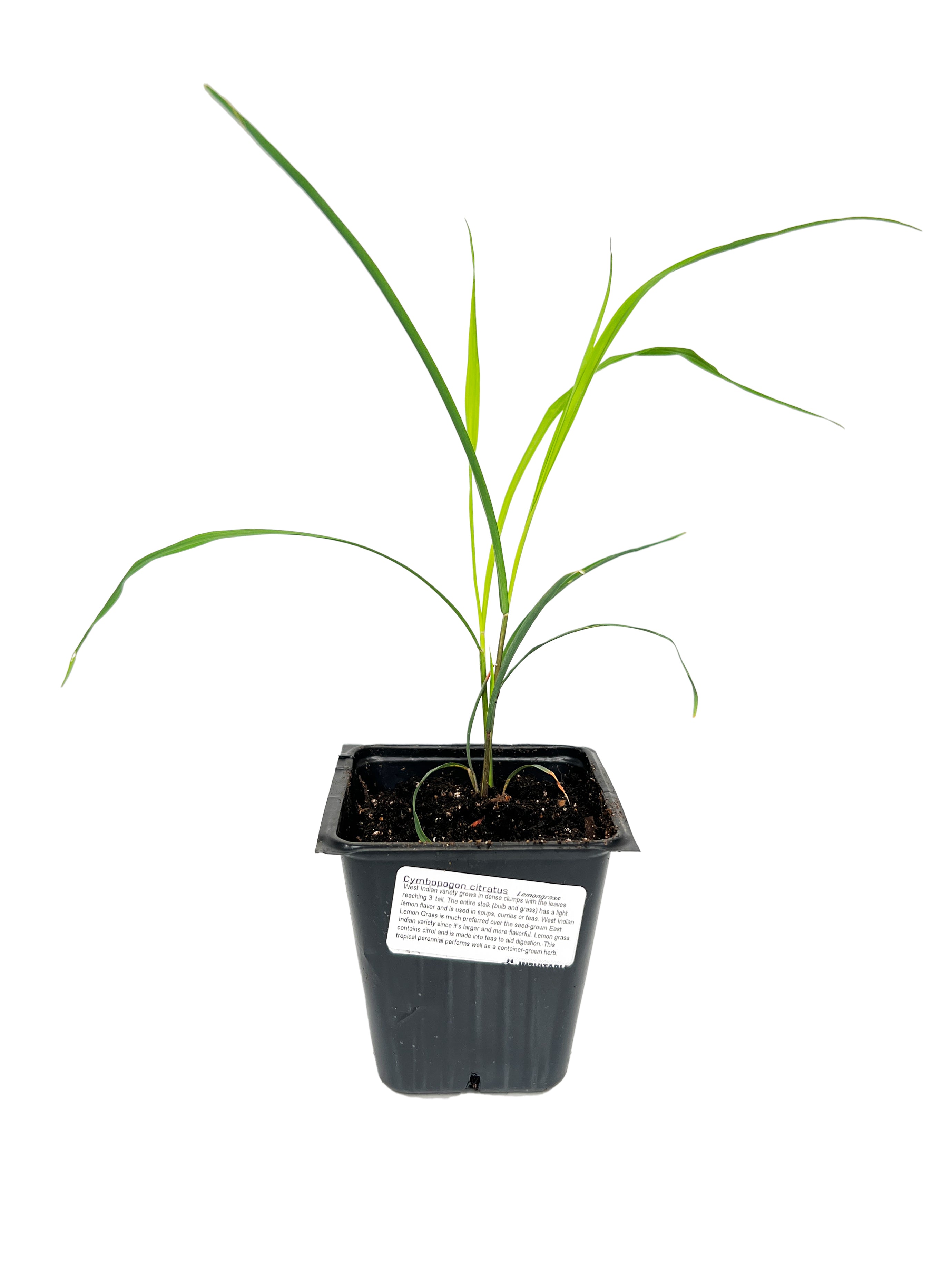 lemongrass house plant Lemongrass