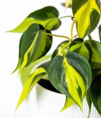 Philodendron