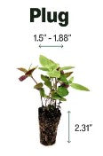 BULK 72 Count - Herbs & Veggies SHIPPING FINALLY AVAILABLE!