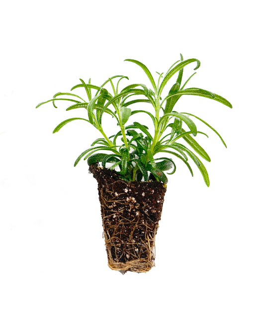 Rosemary