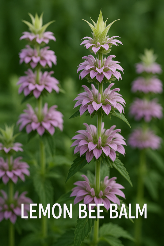 Lemon Bee Balm