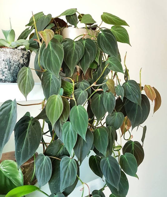 Philodendron