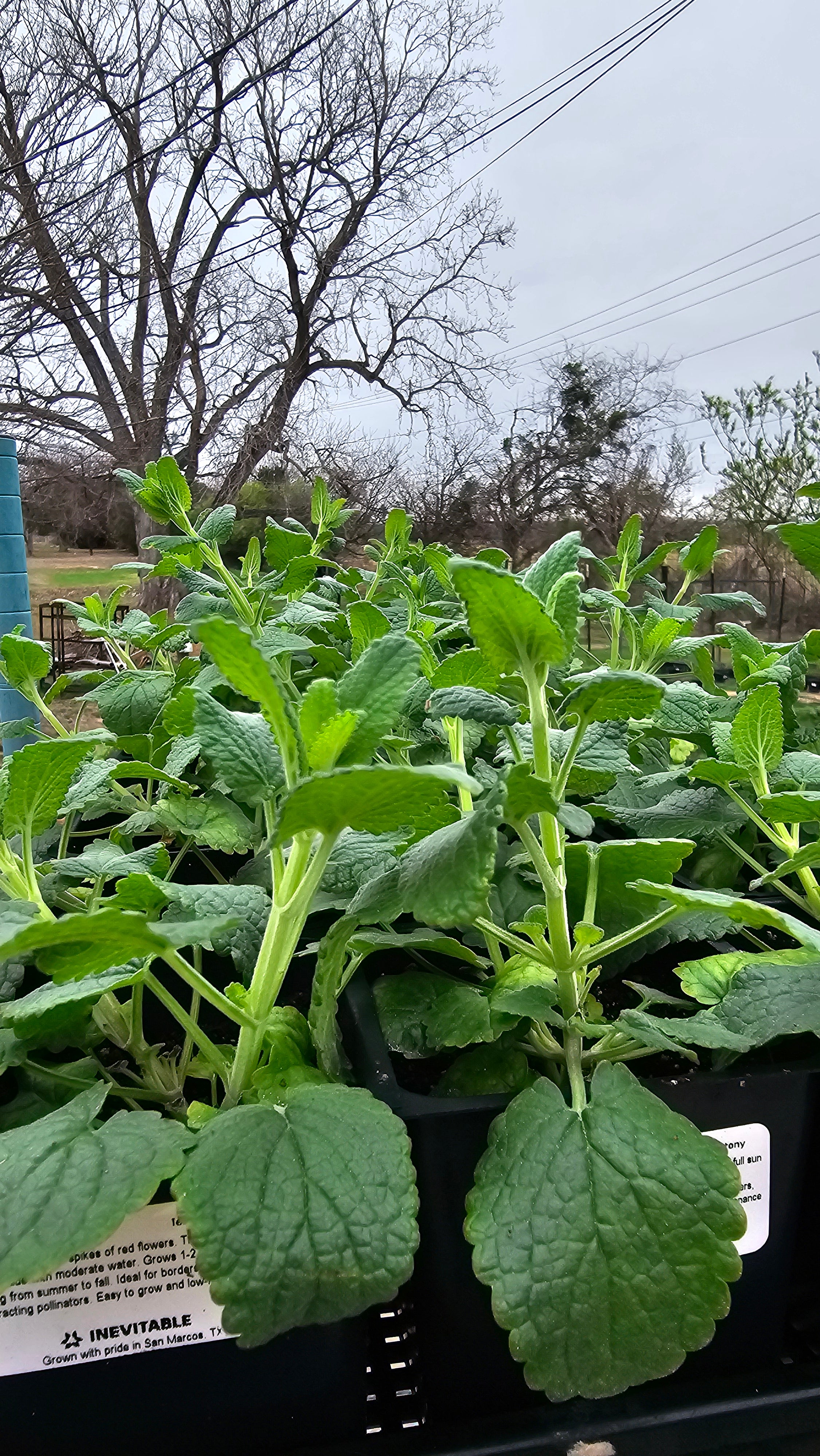 texas potted plants Texas Betony
