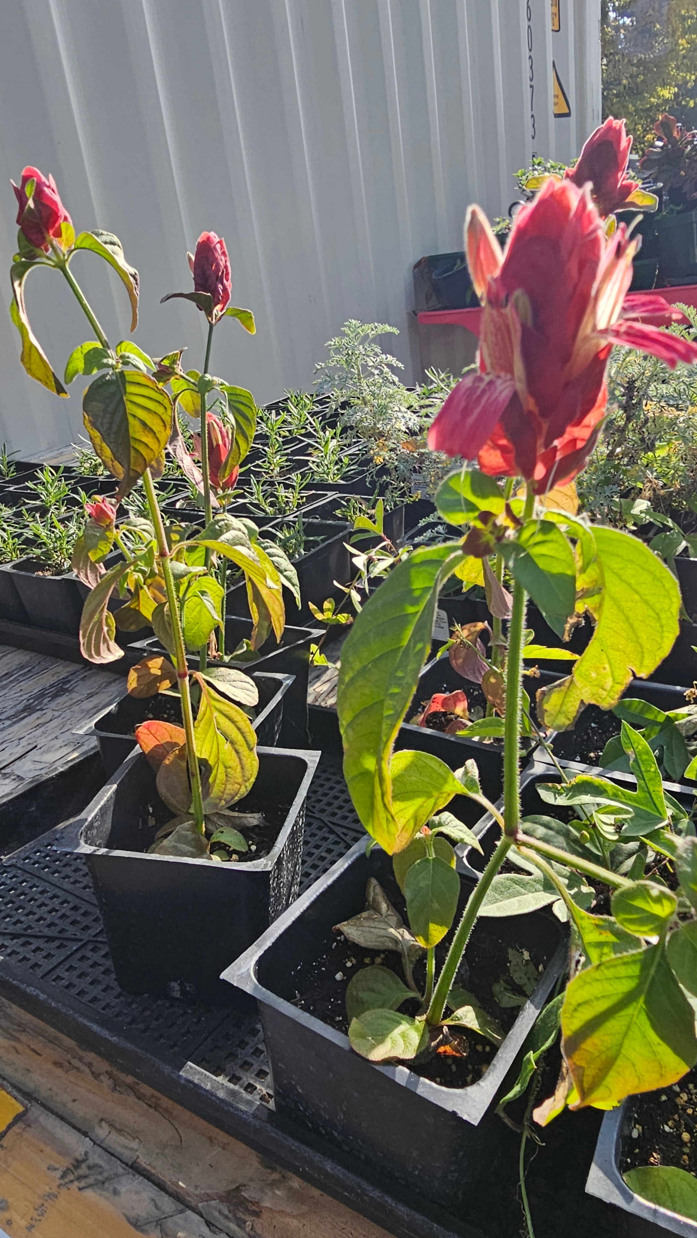 potted shrimp plant Shrimp Plant