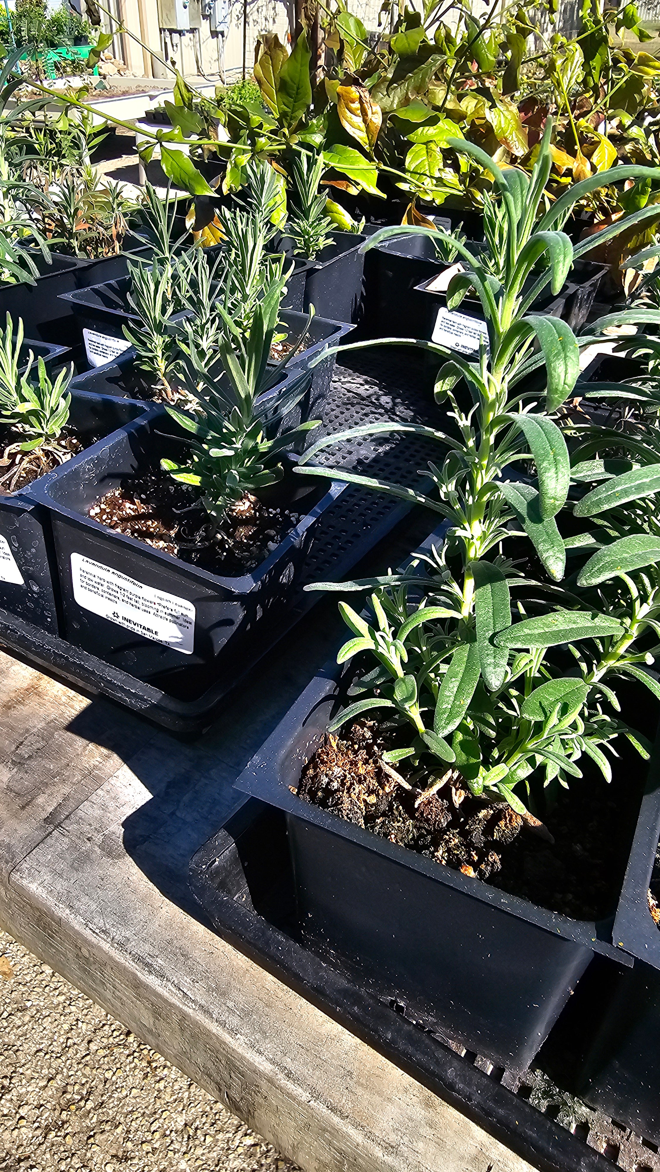 lavender plant a perennial Lavender