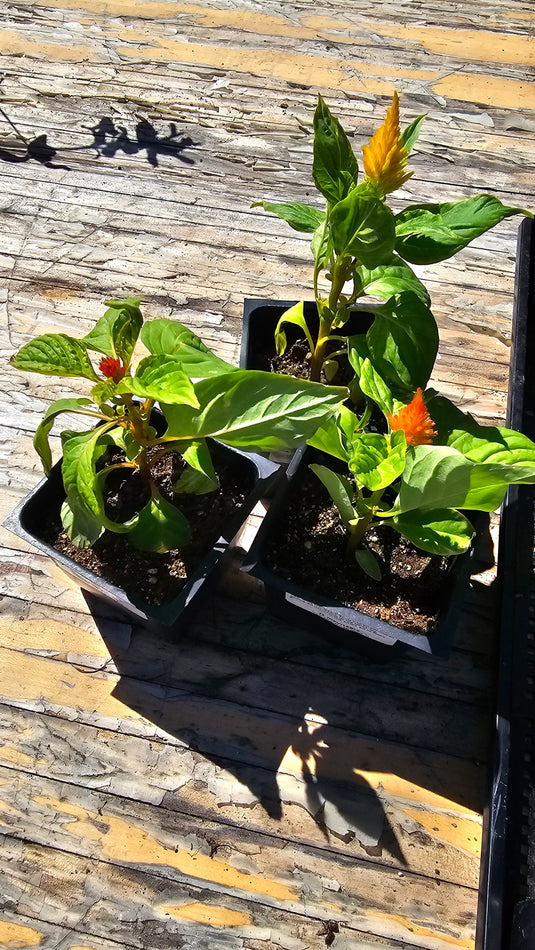 Celosia