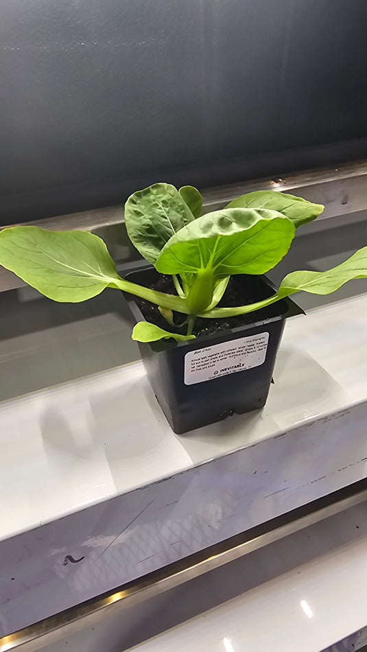 Bok Choy