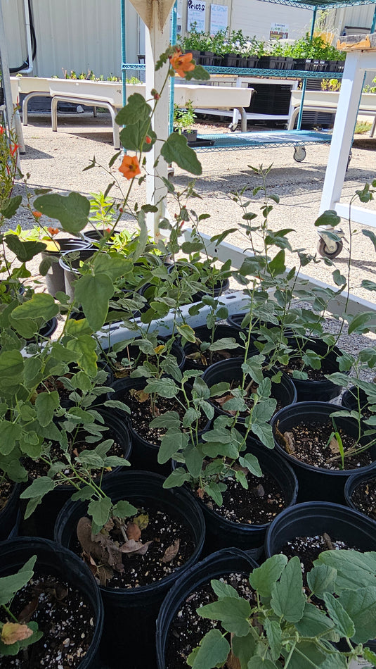 Desert Globe Mallow