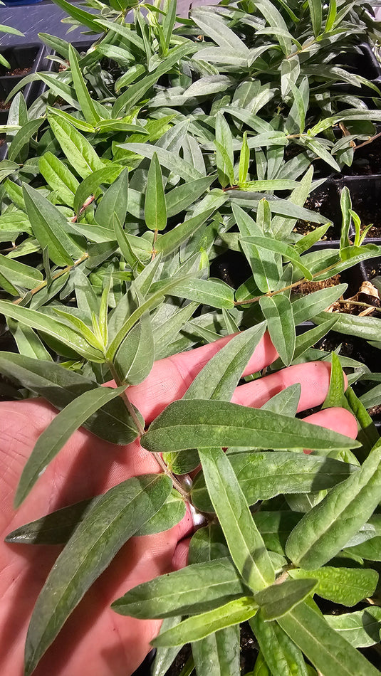 Milkweed
