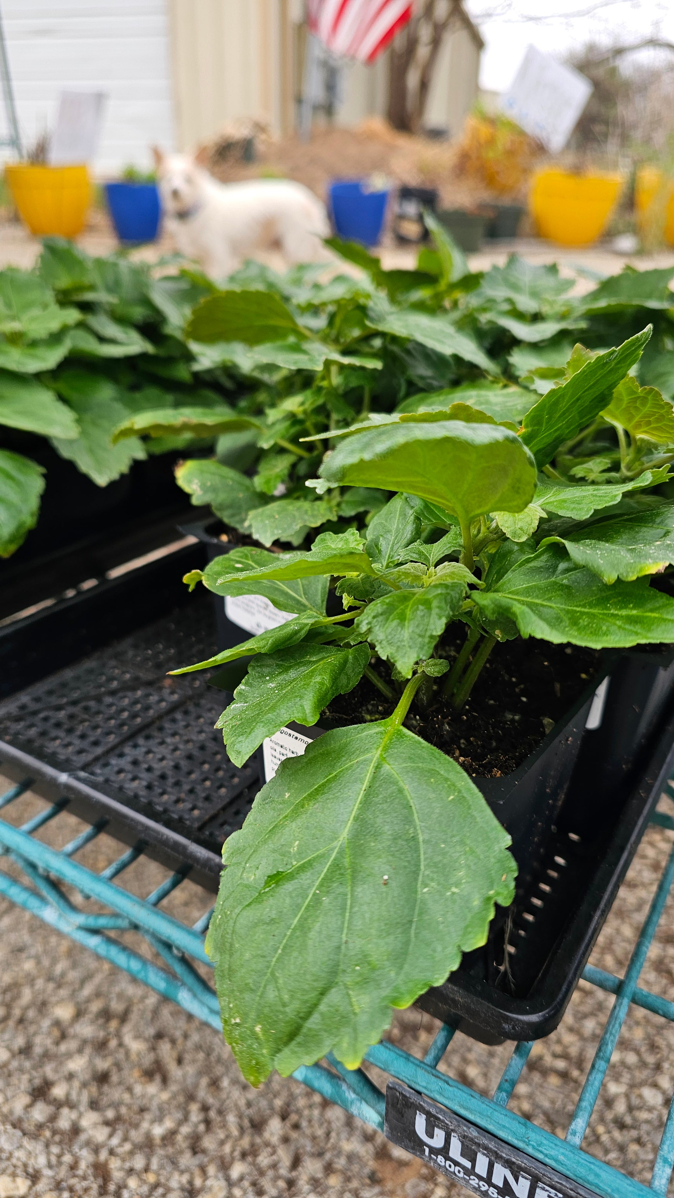 patchouli plant indoors Patchouli