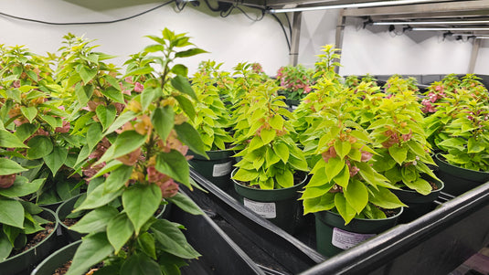Thornless Bougainvillea