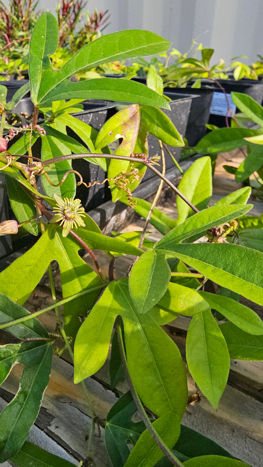 Corkystem Passionvine