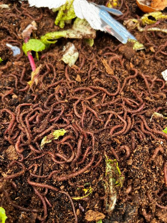 From Waste to Fertilizer: How Worms Convert Food Waste into Nutrient-Rich Castings