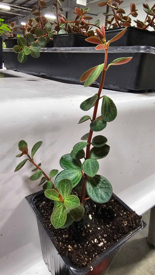 Peperomia