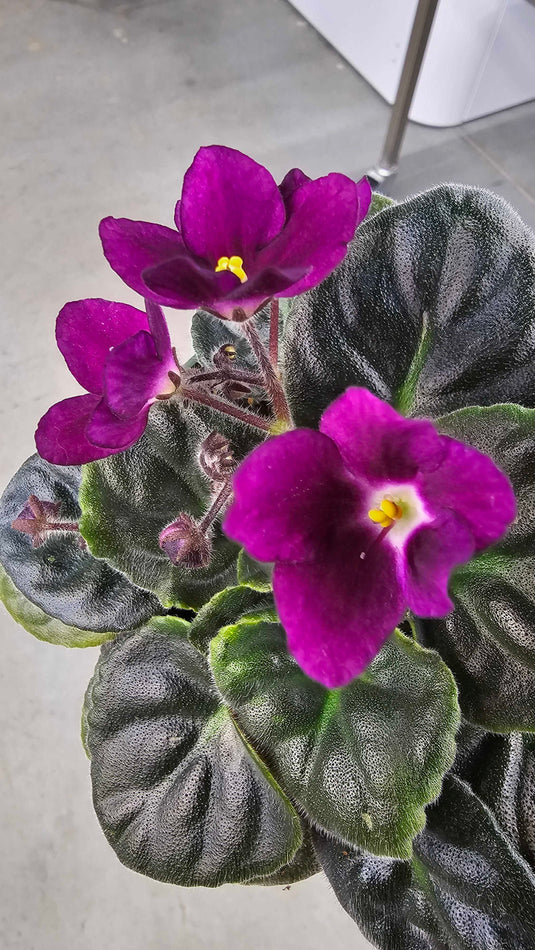 African Violet