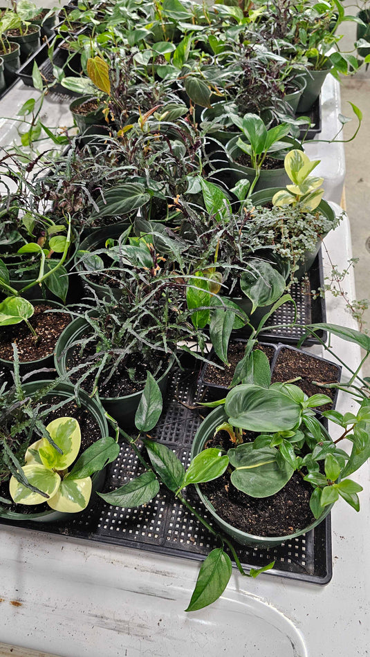 Houseplant Mix