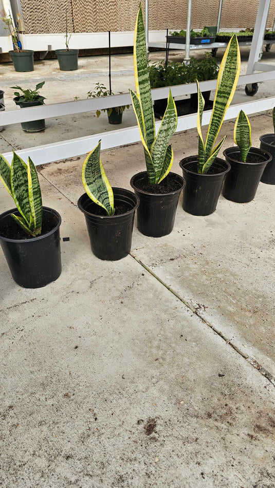 Snake Plant