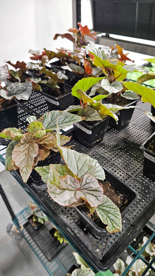 LIMITED TIME! Angel Wing Begonia and Thornless Bougainvillea