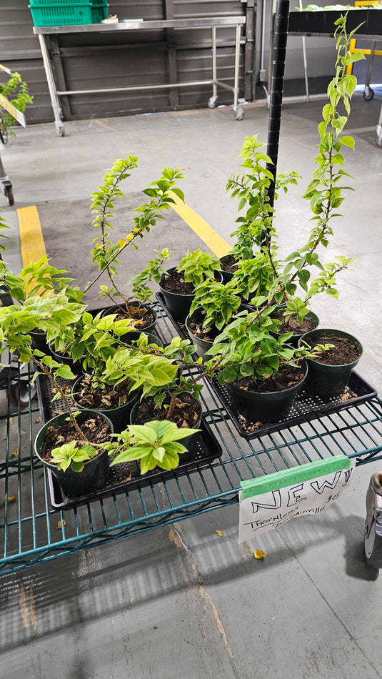LIMITED TIME! Angel Wing Begonia and Thornless Bougainvillea
