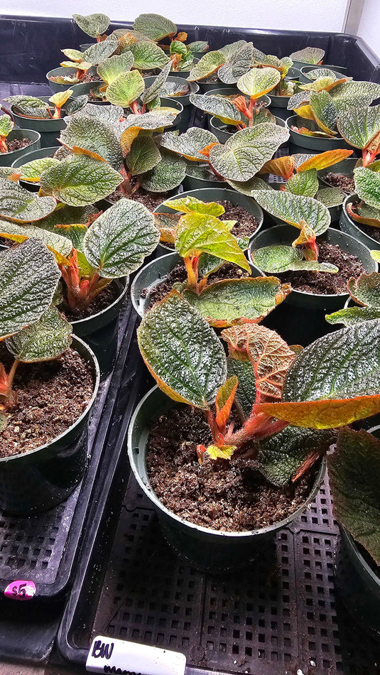 LIMITED TIME! Angel Wing Begonia and Thornless Bougainvillea