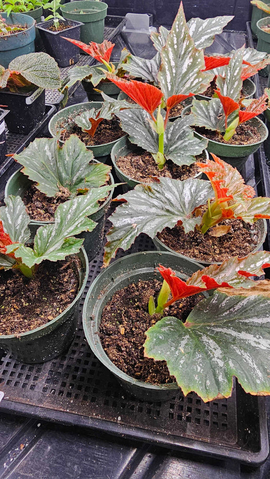 LIMITED TIME! Angel Wing Begonia and Thornless Bougainvillea