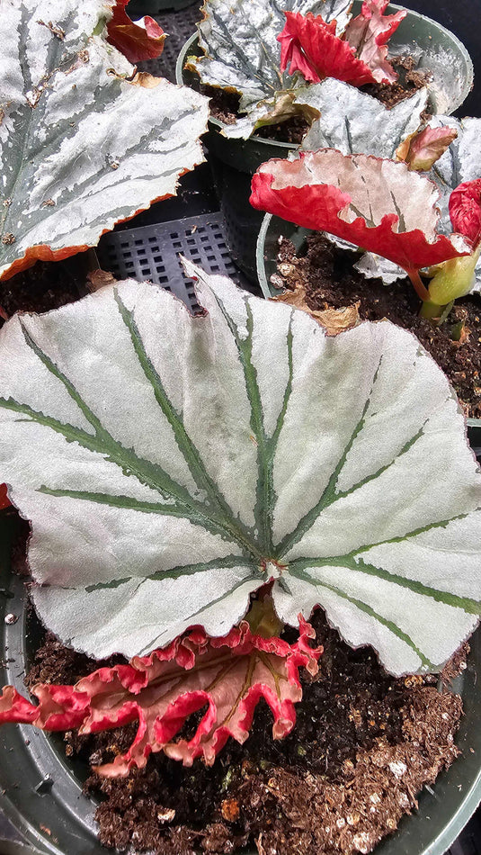 LIMITED TIME! Angel Wing Begonia and Thornless Bougainvillea