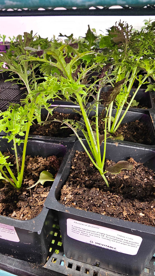 Mustard Greens