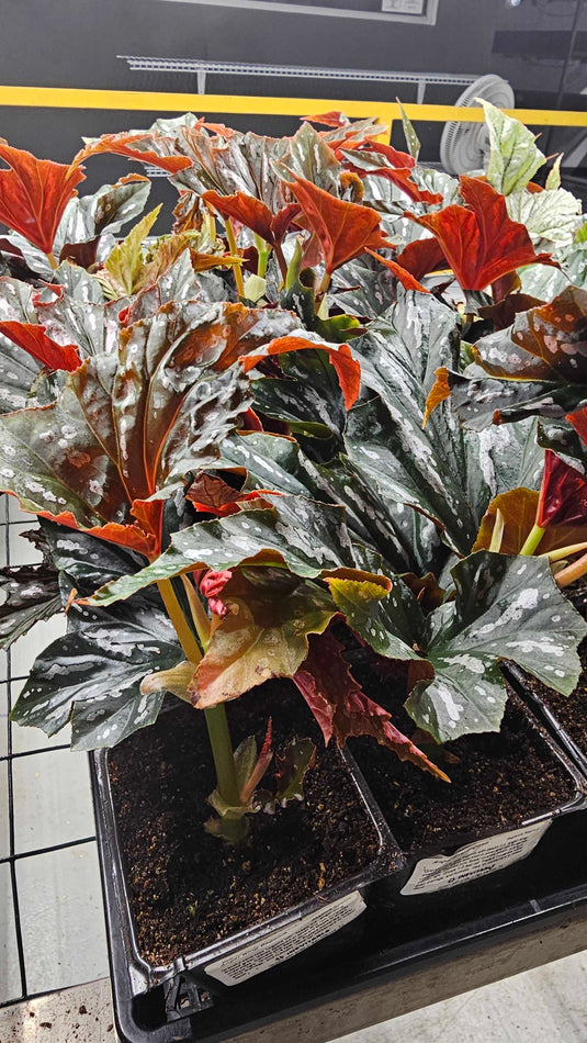 Begonia