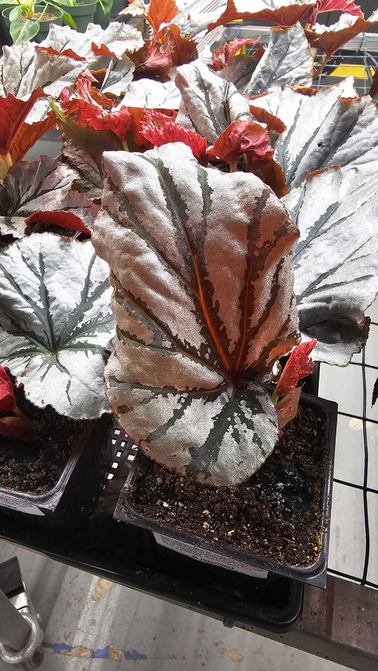 Begonia