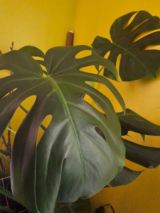 Monstera