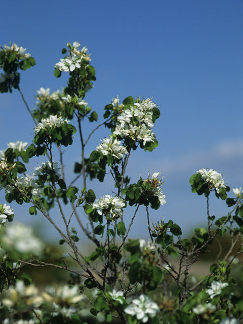 Anacacho Orchid