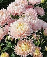 Aster