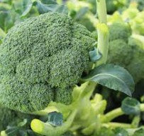 Broccoli