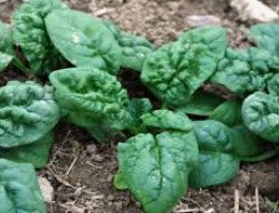 Spinach