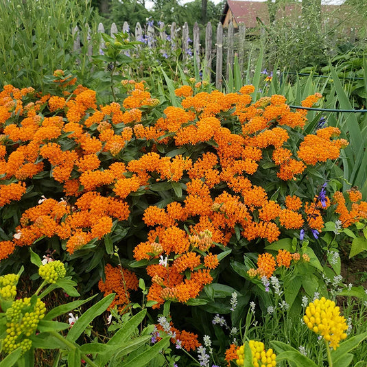 Milkweed