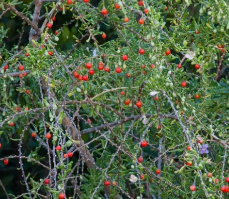 Carolina Wolfberry