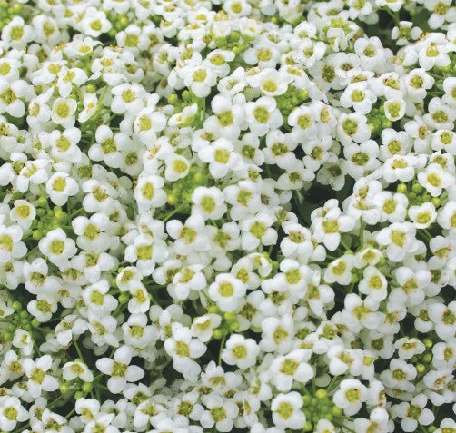 Sweet Alyssum